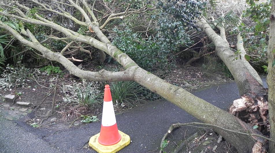 Tree damage due to Storm Goretti in Morrab Gardens, Penzance, Cornwall